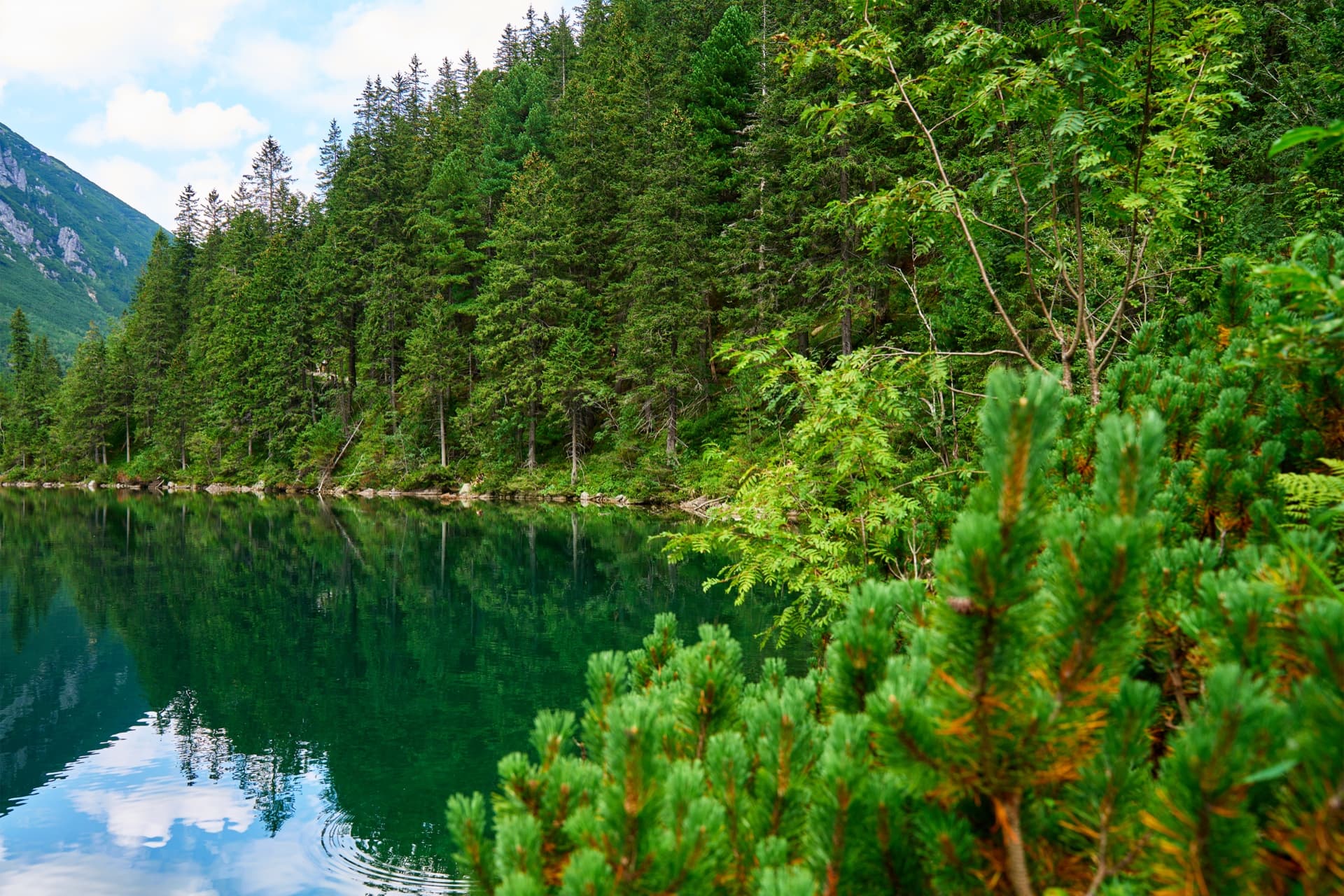 Aerial view of pristine forest and river